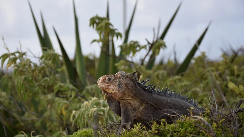 L'iguane